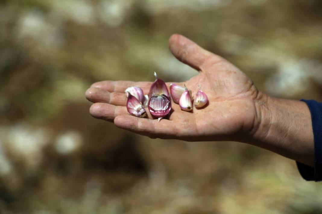 30 yıldır aynı tohumu kullanıyor! Beyaz altın olarak biliniyor: Buzdolabına gerek yok, 10 ay boyunca taptaze kalıyor 5